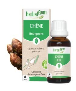 Chêne (Quercus robur) bourgeon